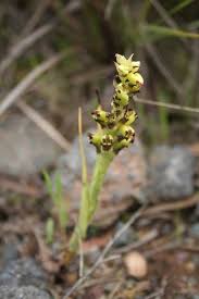 Image result for Corycium