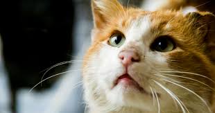Cats do many incredible things, we all know that. Top 10 Tips For Your Senior Cat Cat Friendly Homes