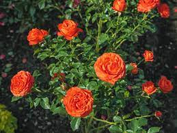 We did not find results for: Tips On Planting Rose Bushes In Fall