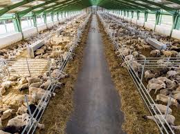 Se încinge atmosfera la duminică, pe 10 martie 2019, loteria romana a acordat 21.851 de castiguri, in valoare totala de. Ferma Moderna De Ovine In Judetul Arad Pe Bani Europeni Agrostandard