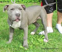 Pin On Pitbull 3
