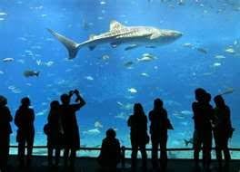 Oklahoma Aquarium Underwater City Ocean Shark