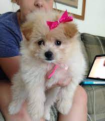 My 9 Week Old Pomapoo Puppy Pomeranian And Poodle Mix Love Your Pet Cute Dogs Pom Pom Puppies