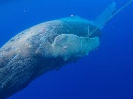 Humpback whales in their breeding area in the albrolhos national marine park, brazil. Young Humpback Whale Freed Off Coast Of Maui Npr
