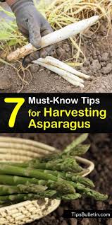 Asparagus is best used fresh. 7 Must Know Tips For Harvesting Asparagus