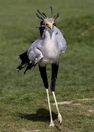 Secretary Bird Birds Pretty Birds Beautiful Birds