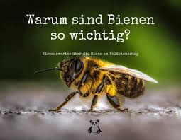 Wer im mai nicht rasen mäht, schützt bienen und insekten. Wissenwertes Uber Biene Am Weltbienentag Von Planet Bamboo