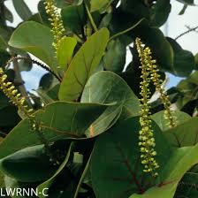 Image result for Coccoloba uvifera