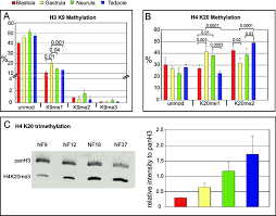 histone modifications of transcriptionally repressed