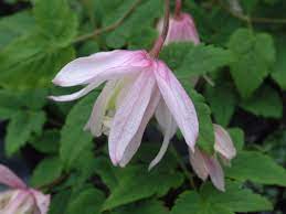 Clematis Alpina Pink Flamingo Clematis Clematis Vine Showy Flowers