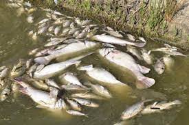 Seringnya, ikan vampir dijumpai di air yang bergerak cepat dan seperti namanya, belut listrik mampu menghasilkan listrik sekitar 650 volt yang dapat membuat orang tersengat. Kemarau Punca Kematian Ikan Besar Besaran Di Australia