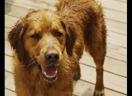 From 30 Uses For Dryer Sheets Get Rid Of Wet Dog Smell I Used Them After I Walked My Dog Sometimes I Had To Ta Dog Smells Uses For Dryer Sheets