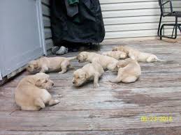 Since they are a sporting so happy with my little girl. Akc Golden Retriever Puppies For Sale In Whiteville North Carolina Classified Americanlisted Com