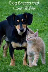 Top Dog Breeds That Get Along With Cats Top Dog Breeds Dog Breeds Best Dog Breeds