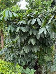 Image result for Aphanamixis