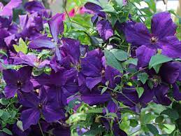 Flowers abundantly in early summer on old wood, and blooms continue to appear through the season on new wood. Clematis Polish Spirit Clematis Viticella Polish Spirit Baumschule Horstmann
