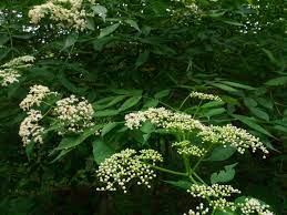 The tree itself grows to be up to 8 meters (30 feet) tall. 11 Best Trees And Shrubs With White Flowers