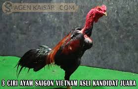Sabung ayam online terpercaya memiliki keuntungan yaitu anda bisa mengisi waktu kosong anda jika anda bermain taruhan sabung ayam online ini , bukan hanya memperoleh kemenangan saja tapi. 3 Ciri Ayam Saigon Vietnam Asli Kandidat Juara By Berita Game Kaisar Medium