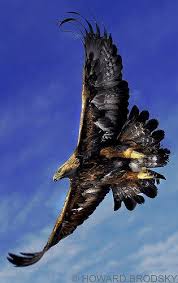 Birds Of Prey Common Sense Media Golden Eagle By Howard Brodsky On Flickr Animaux Et Oiseaux Animaux Beaux Animaux Sauvages