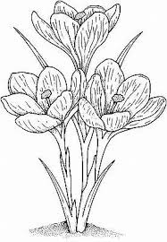 Motivstempel Krokus 01 Blumenzeichnungen Blumen Zeichnen Blumen Zeichnung