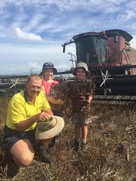Killarney mungbean harvest underway