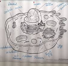 Maybe you would like to learn more about one of these? Animal Cell Diagram Labeled Gchsbiology