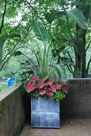 Caladium Banana Plant Or Elephant Ears In A Container Garden Tropicalgarden Tropicalplants Outdoorplants Outdoor In 2020 Container Garten Pflanzen Garten Pflanzen