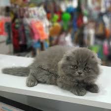 satilik scottish fold panosundaki pin
