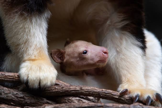 tree kangaroo
