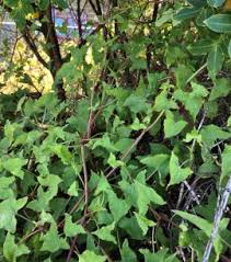 Image result for Rumex sagittatus