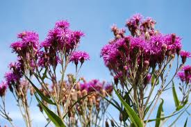 Image result for Vernonia stenocephala
