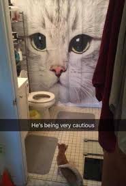Top 24 Funny Animal Memes For Kids Fun City