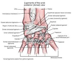 Notably displays the transverse carpal ligament (flexor retinaculum) and the palmar fascia. Wrist Joint Anatomy Overview Gross Anatomy Natural Variants Joints Anatomy Wrist Anatomy Hand Anatomy