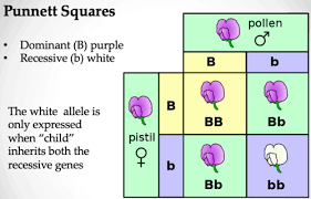 In heterozygous condition where one allele is dominant and other is recessive, do both dominant and recessive allele express? Biological Psychology Brain Development And Epigenetic S Flashcards Quizlet
