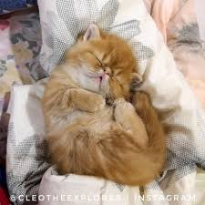 Kittyface is a menacing gray bulldog with a gravelly voice who delights in terrorizing faux paw. Soft Kitty Warm Kitty Little Ball Of Fur Happy Kitty Sleepy Kitty Purr Purr Purr Tbbt Bazinga 9gag