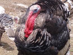 This Is Why No One Eats Turkey Eggs Myrecipes