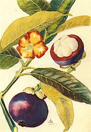 Why do potatoes grow well in high altitudes? Mangosteen