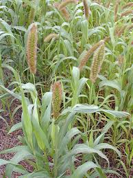 Image result for Setaria italica