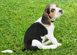 Check spelling or type a new query. Beagle Puppies Everything You Need To Know The Dog People By Rover Com