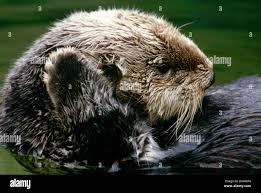 Image result for Enydra