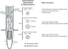 We did not find results for: Main Characteristics Of The Xylem Network Organization And Download Scientific Diagram