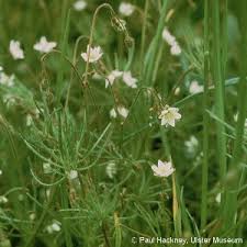 Image result for Spergula