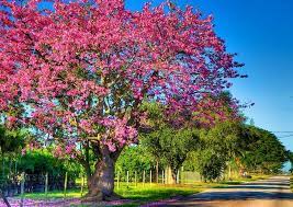 Silk Floss Tree By William Wetmore Flowering Trees Tree Silk Tree