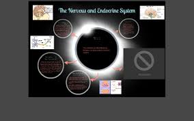 The Similarities And Differences Between A Nervous And Endoc By Aakash Anupkumar