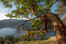 Malahat skywalk is an accessible 600 m treewalk through a beautiful arbutus forest leading to a spectacular malahat skywalk is opening july 15th, 2021. Huge Malahat Skywalk Set To Open In Victoria This July
