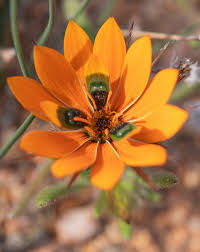 Image result for Chenolea