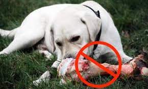 Safe Chews For Dogs Animal Hospital Of North Asheville
