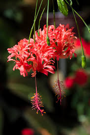 Image result for Hibiscus schizopetalus