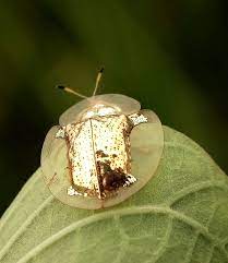 Maybe you would like to learn more about one of these? Dazzling Golden Tortoise Beetles Look Like Tiny Turtles On A Leaf