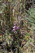Image result for Dierama cupuliflorum